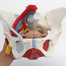 人体模型　女性骨盤，内臓・骨盤底筋付/6分解　詳細画像