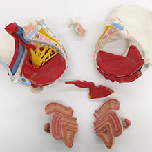 人体模型　女性骨盤，内臓・骨盤底筋付/6分解　詳細画像