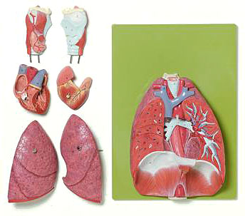 人体模型　肺、心臓、横隔膜、咽頭　詳細画像