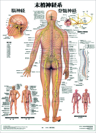 人体解剖図（人体図）　末梢神経系