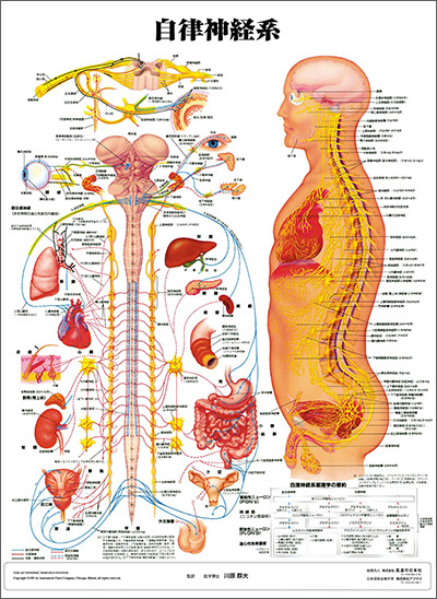 人体解剖図（人体図）　自律神経系