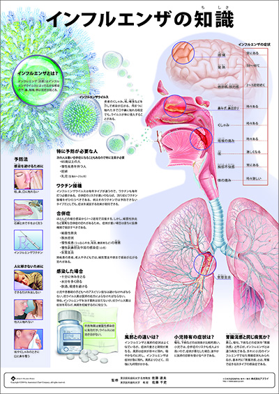 人体解剖図（人体図）　ミニポスター　インフルエンザの知識
