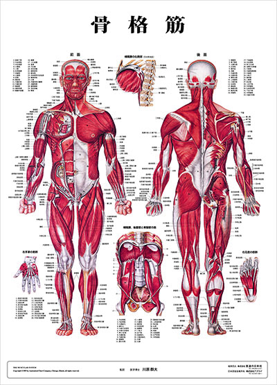 人体解剖図（人体図）　骨格筋