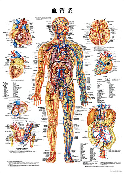 人体解剖図（人体図）　血管系