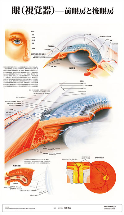 人体解剖図（人体図）　眼−前眼房と後眼房