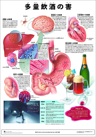 人体解剖図（人体図）　ミニポスター　肝炎の知識