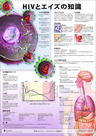 人体解剖図(人体図) ミニポスター HIVとエイズの知識