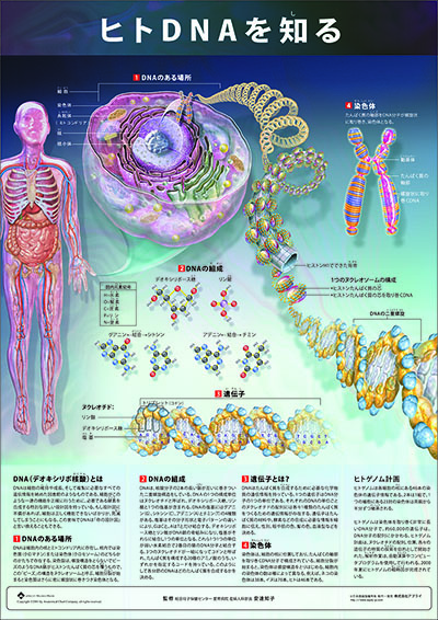 人体解剖図（人体図）　ミニポスター　ヒトDNAを知る