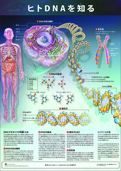人体解剖図(人体図) ミニポスター ヒトDNAを知る