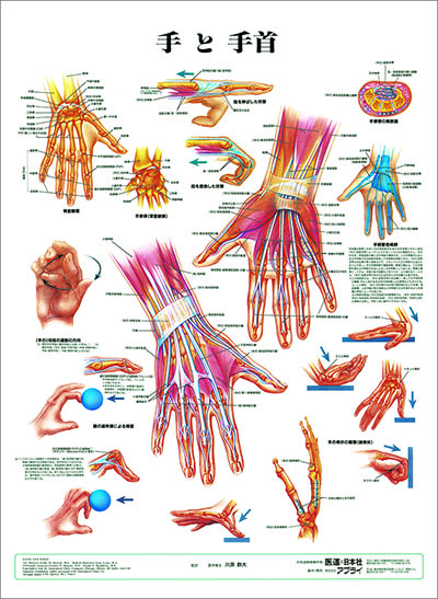 人体解剖図（人体図）　手と手首