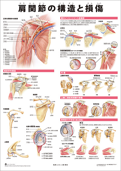 人体解剖図（人体図）　ミニポスター　肩関節の構造と損傷