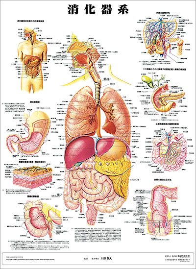 人体解剖図（人体図）　消化器系