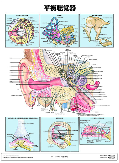 人体解剖図（人体図）　平衡聴覚器