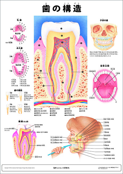 人体解剖図（人体図）　ミニポスター　歯の構造