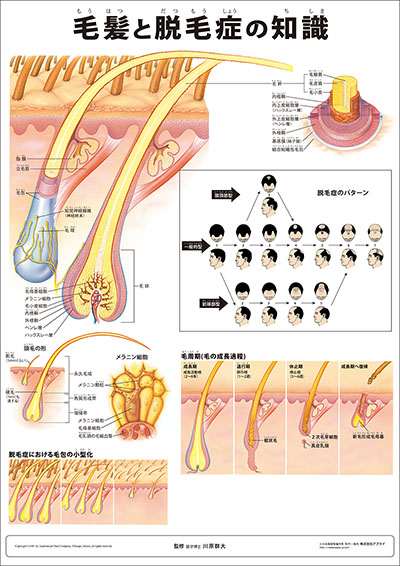人体解剖図（人体図）　ミニポスター　肝炎の知識