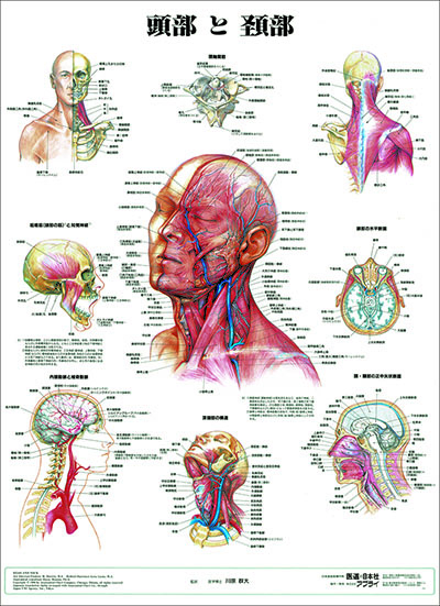 人体解剖図（人体図）　頭部と頚部