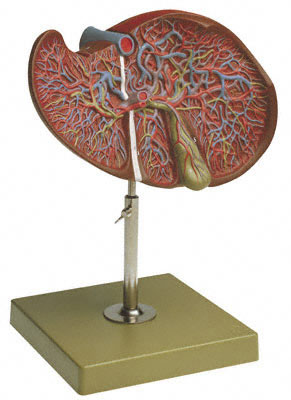 人体模型　肝臓/胆嚢付　詳細画像