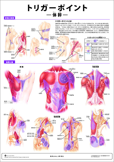 人体解剖図（人体図）　ミニポスター　トリガーポイント　-体幹-