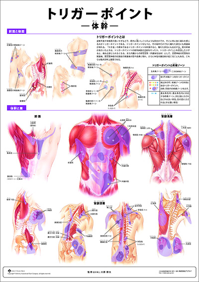 人体解剖図(人体図) ミニポスター トリガーポイント -体幹-