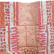 人体模型　消化管の組織構造　詳細画像