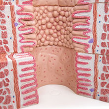 人体模型　消化管の組織構造　詳細画像