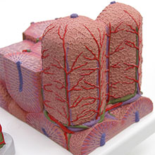 人体模型　肝臓の組織構造　詳細画像