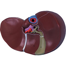 人体模型　肝臓/胆嚢付　詳細画像