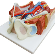 人体模型　泌尿器系/両性　詳細画像