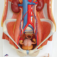 人体模型　泌尿器系/両性　詳細画像