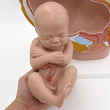 人体模型　女性骨盤/妊娠　詳細画像