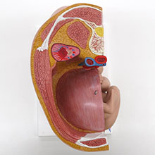 人体模型　女性骨盤/妊娠　詳細画像