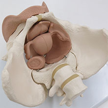 人体模型　女性骨盤/生殖器付　詳細画像