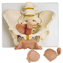 人体模型　女性骨盤/生殖器付　詳細画像