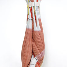 人体模型　上肢の筋肉/デラックス型　詳細画像