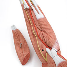人体模型　上肢の筋肉/デラックス型　詳細画像