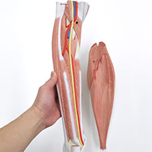 人体模型　下肢の筋肉/デラックス型　詳細画像
