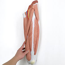 人体模型　下肢の筋肉/デラックス型　詳細画像