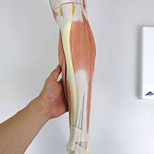 人体模型　下腿/膝関節水平断付　詳細画像