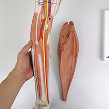 人体模型　下腿/膝関節水平断付　詳細画像