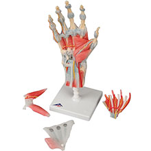 人体模型　手関節/筋・靭帯付,4分解　詳細画像