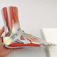 人体模型　足関節/筋・靭帯付,6分解　詳細画像