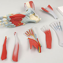 人体模型　足関節/筋・靭帯付,6分解　詳細画像