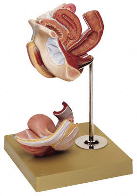 人体模型　女性生殖器模型　詳細画像