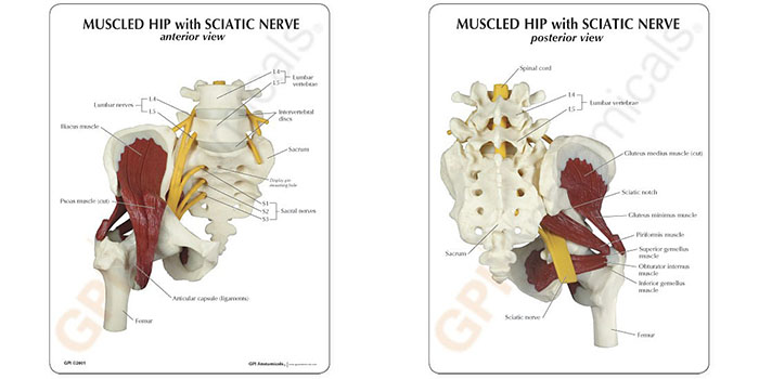 人体模型　股関節/仙骨神経，筋付き　詳細画像