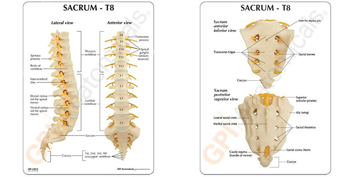 人体模型　脊椎(T8〜仙骨)　詳細画像