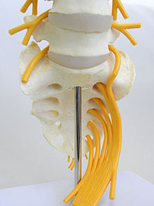 腰椎5個と仙骨　詳細画像