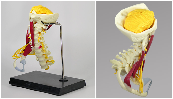 人体模型　頚椎/デラックス型・筋付き　詳細画像