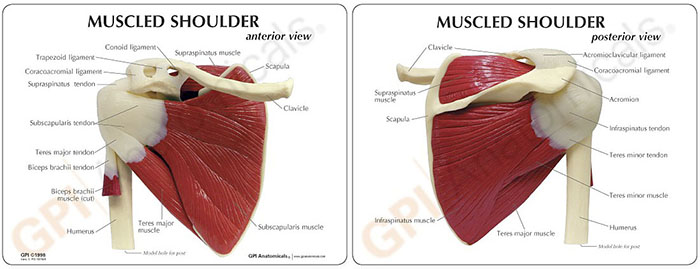 人体模型　肩関節/筋付き　カード画像