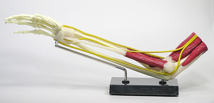 人体模型　肘関節/筋付き　詳細画像