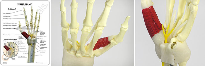 人体模型　手と手首/手根管症候群表示　詳細画像03